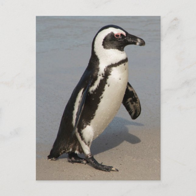Postal Pingüino Africano Caminando (Anverso)