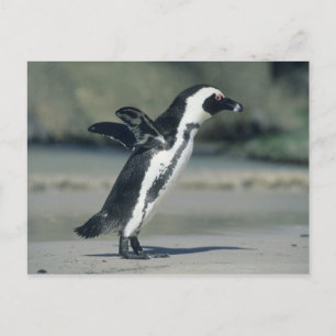 Postal Pingüino africano, (demersus del Spheniscus),