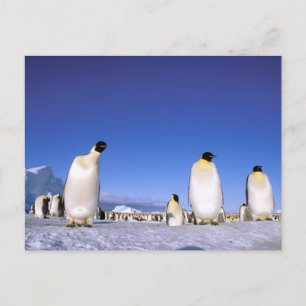 Postal Pingüino   Antártida, Península Antártica