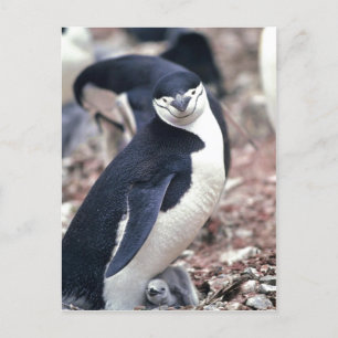 Postal ¿Pingüino Chinstrap, Manchot? jugulaire ( Pygoscel