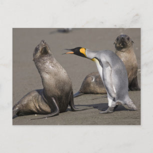 Postal Pingüino Contando   Antártida, Isla Georgia del Su