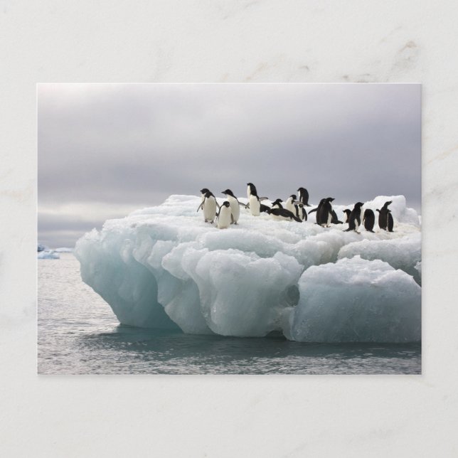 Postal Pingüino de Adelia Pygoscelis adeliae), (Anverso)