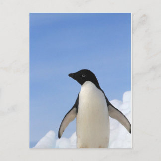 Postal Pingüino de Adelie