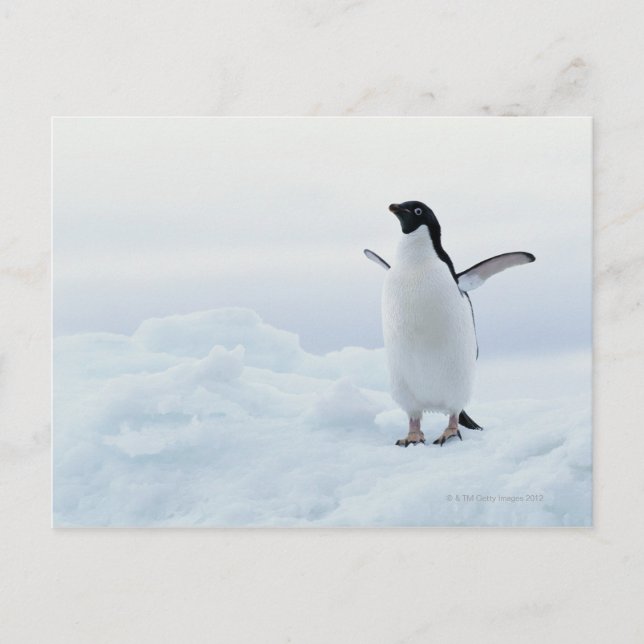 Postal Pingüino de Adelie, la Antártida (Anverso)