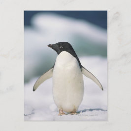 Postal Pingüino de Adelie, primer plano