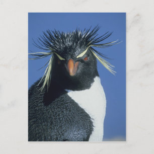 Postal Pingüino de cresta roja (Eudyptes chrysocome)