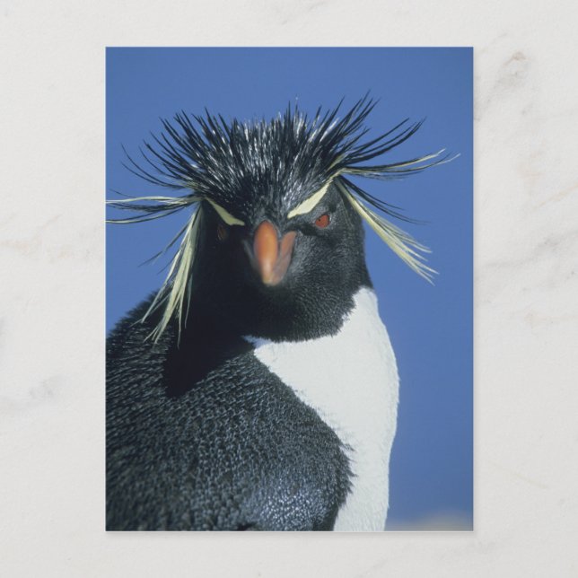 Postal Pingüino de cresta roja (Eudyptes chrysocome) (Anverso)