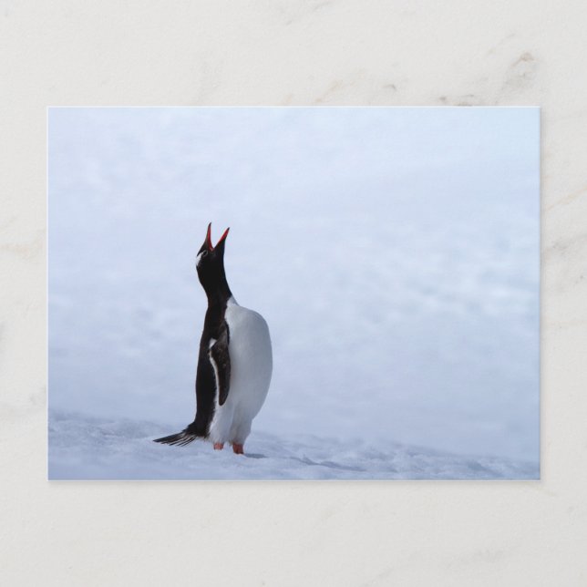 Postal Pingüino de Gentoo (Anverso)