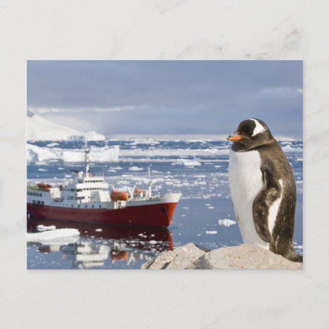 Postal Pingüino de Gentoo (Anverso)
