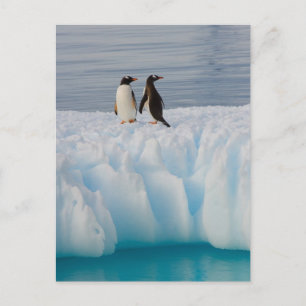 Postal pingüino de gentoo, Pygoscelis Papua, en hielo gla