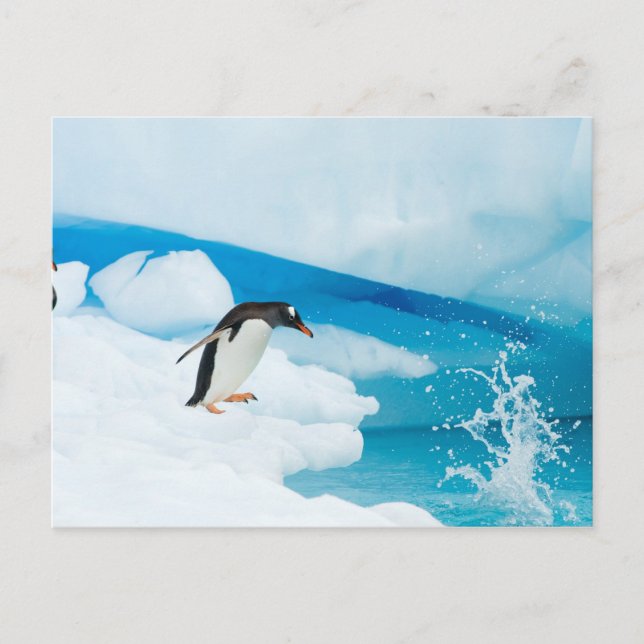 Postal pingüino de gentoo, Pygoscelis Papua, saltando (Anverso)