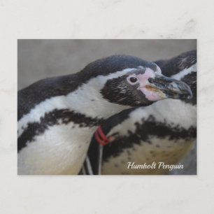 Postal Pingüino de Humbolt en el zoológico Drusillas en E