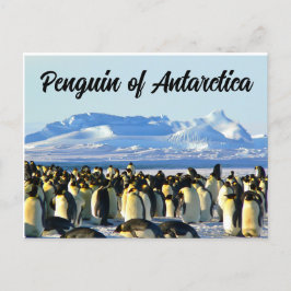 Postal Pingüino de la Antártida