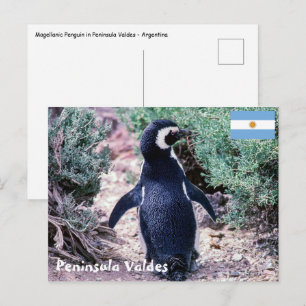 Postal Pingüino de Magallanes en Península Valdés - Argen