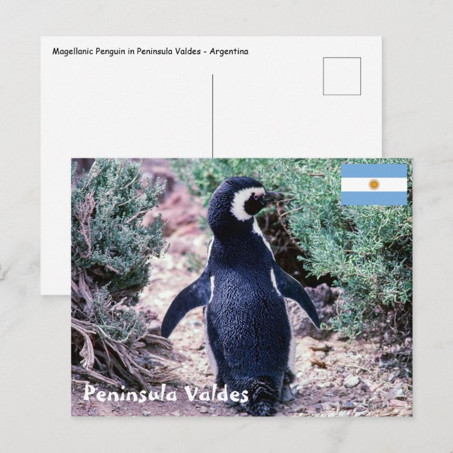 Postal Pingüino de Magallanes en Península Valdés - Argen (Anverso / Reverso)
