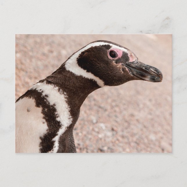 Postal Pingüino de Magallanes, Patagonia, Argentina (Anverso)