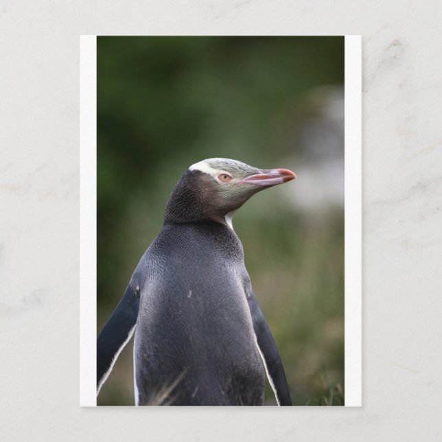 Postal Pingüino de ojos amarillos de Nueva Zelanda (Anverso)