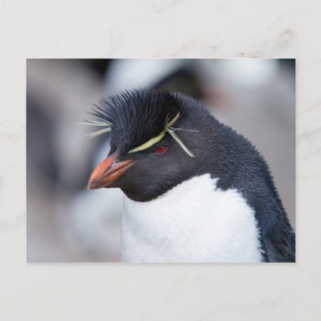 Postal Pingüino de Rockhopper del Sur (Anverso)