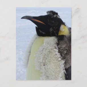Postal Pingüino del emperador moldeador
