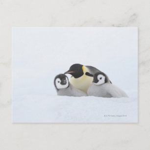 Postal Pingüino emperador (Aptenodytes forsteri) 2