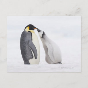 Postal Pingüino emperador (Aptenodytes forsteri), polluel