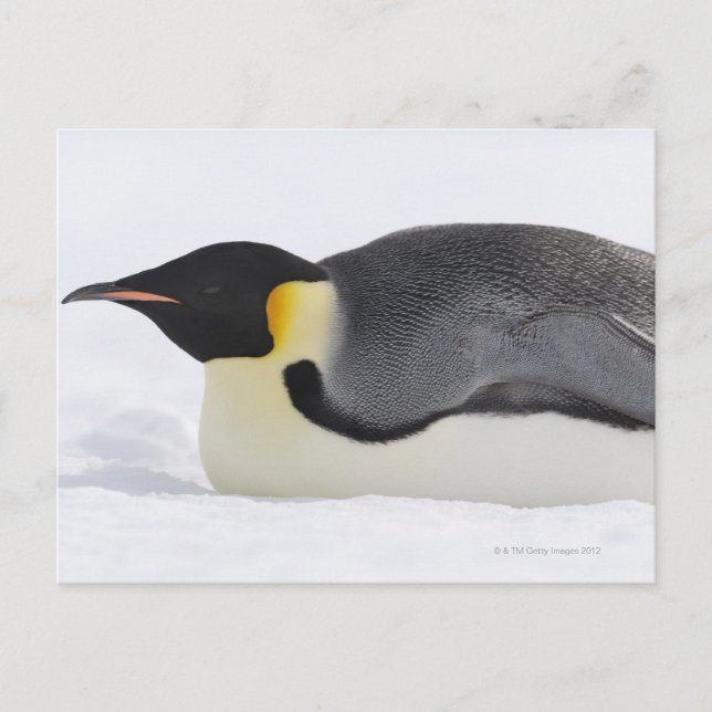 Postal Pingüino emperador, Isla de la Colina de Nieve, Ma (Anverso)