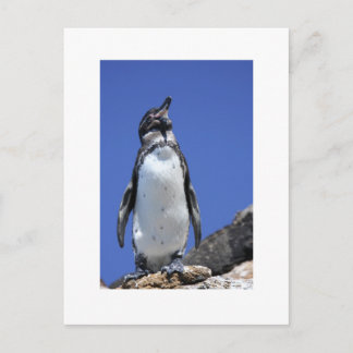 Postal Pingüino en azul