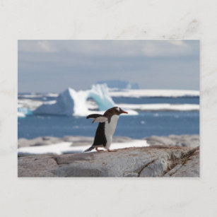 Postal Pingüino frente a un arco de hielo