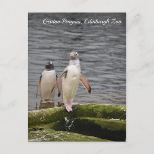 Postal Pingüino Gentoo Gris Zoológico de Edimburgo Escoci