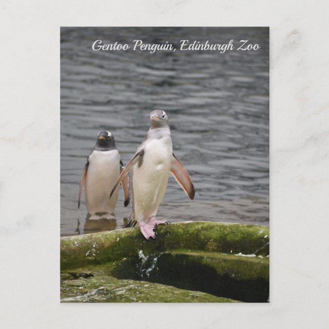 Postal Pingüino Gentoo Gris Zoológico de Edimburgo Escoci (Anverso)