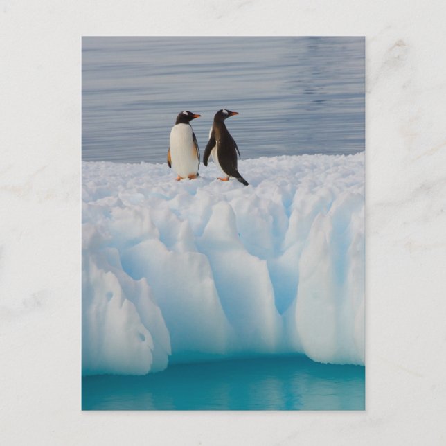 Postal Pingüino gentoo, Papúa Pygoscelis, sobre hielo gla (Anverso)