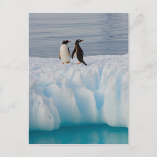 Postal Pingüino gentoo, Papúa Pygoscelis, sobre hielo gla