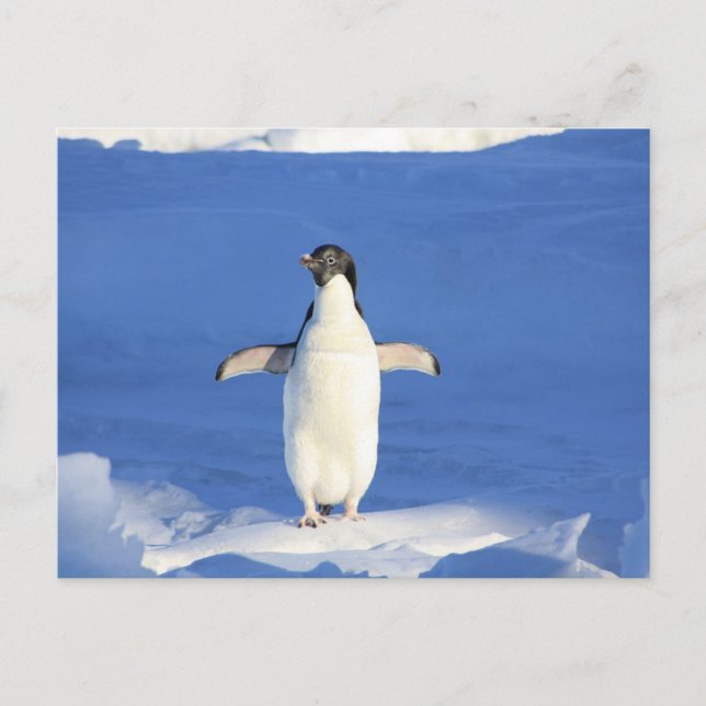 Postal Pingüino gracioso en hielo (Anverso)