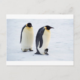 Postal Pingüino hielo helado cielo de nieve lindos animal