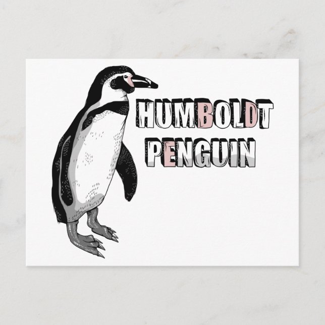 Postal Pingüino Humboldt (Anverso)