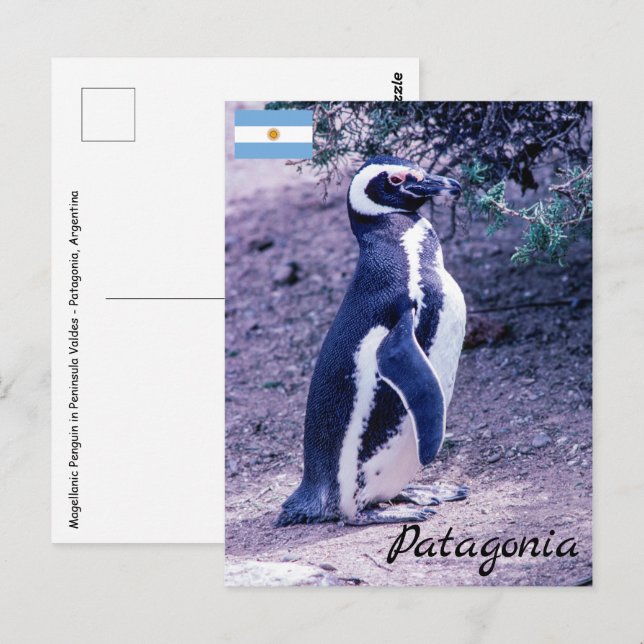 Postal Pingüino Magallánico en Valdas Península - Patagon (Anverso / Reverso)