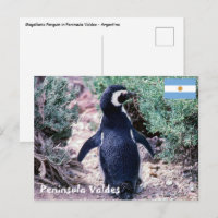 Pingüino Magallánico en Valdes Península - Argenti
