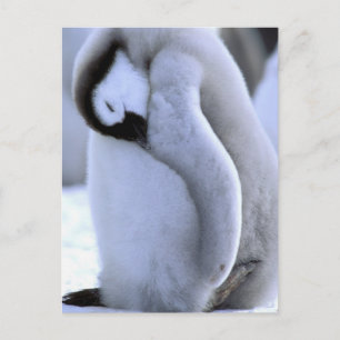 Postal Pingüino   Península Antártica, Mar de Weddell