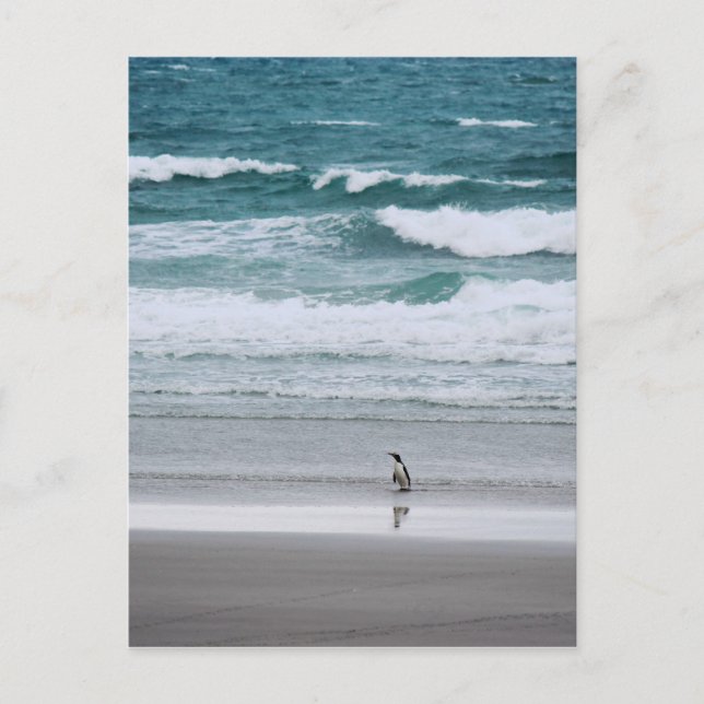 Postal Pingüino regresando del océano (Anverso)