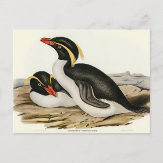 Postal Pingüino reposado por Elizabeth Gould