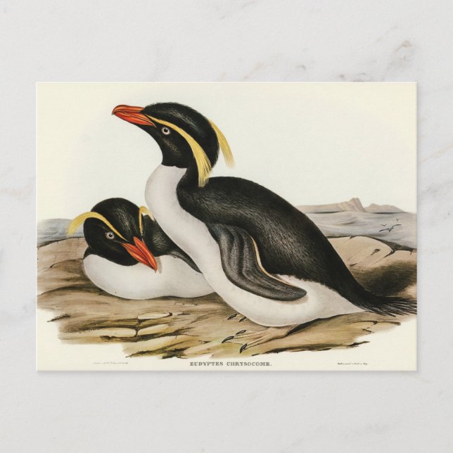 Postal Pingüino reposado por Elizabeth Gould (Anverso)