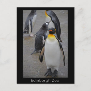 Postal Pingüino Rey & Amigos Zoológico de Edimburgo Escoc