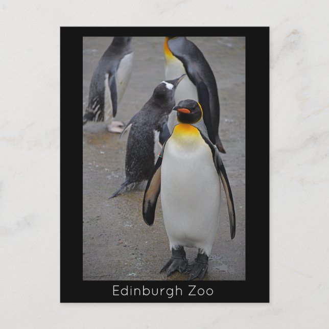 Postal Pingüino Rey & Amigos Zoológico de Edimburgo Escoc (Anverso)