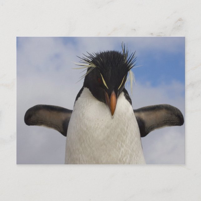 Postal Pingüino saltarrocas Eudyptes chrysocome (Anverso)