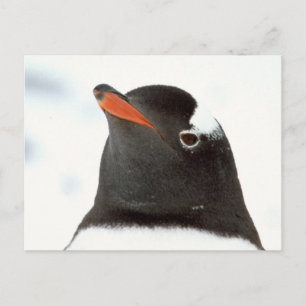 Postal Pingüino-tártico