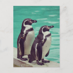 Postal Pingüinos