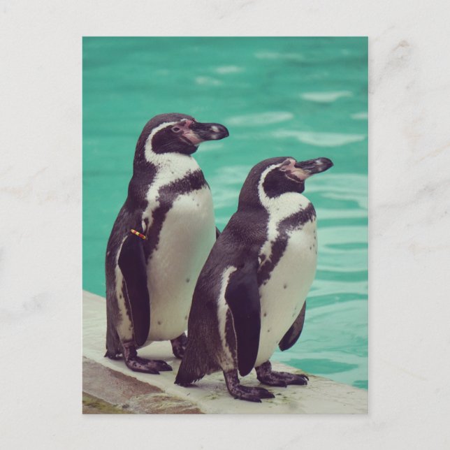 Postal Pingüinos (Anverso)