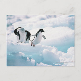 Postal Pingüinos Adelie (pygoscelis adeliae) Antártida