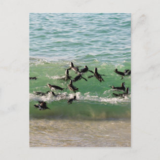 Postal Pingüinos africanos nadando en la playa