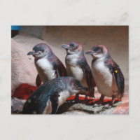 Pingüinos Azules Menudos